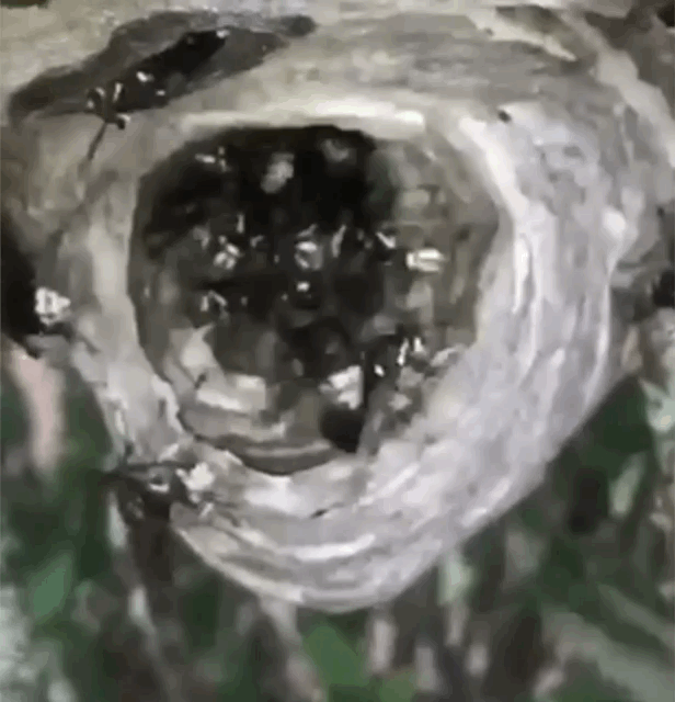 Rhode Island Bald Faced Control RI Control